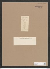 Navicula sp. (de-Toni-Nr.: Genus 1) Zeichnungen Sammlung Grunow (NHMW-BOT-W0368030)